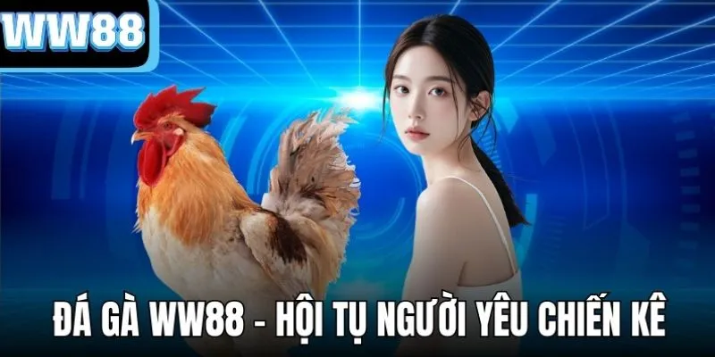 Đá gà ww88 thu hút lượng lớn kê thủ khắp châu Á